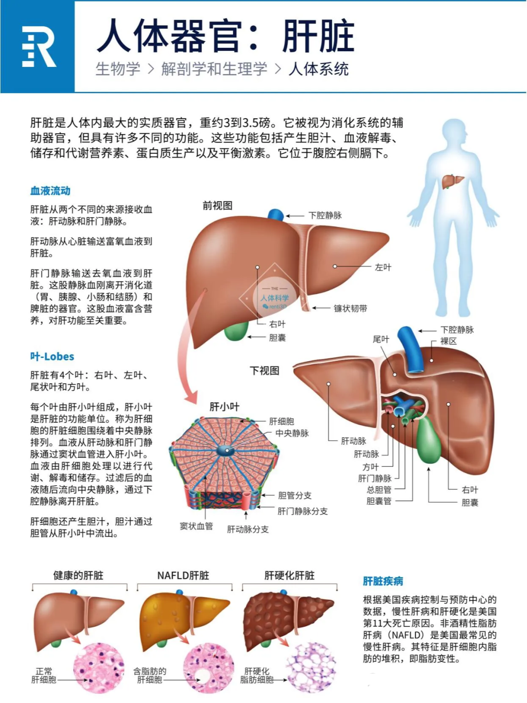 人体器官之心肝脾肺肾胰功能简介