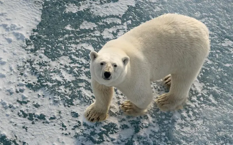 Polar Bears in Norway Getting Fatter挪威的北极熊变得越来越胖-寻找资源网